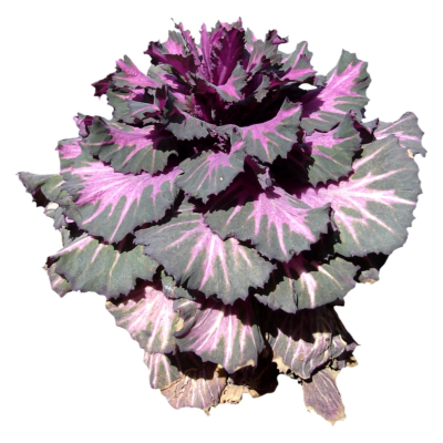 现代2d花草植物组件免费su模型(1)