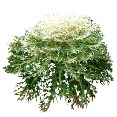 现代2d花草植物组件免费su模型(1)