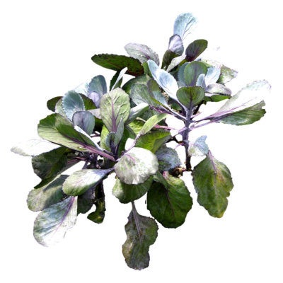 现代2d花草植物组件免费su模型(1)