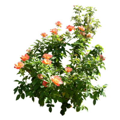 现代2d花草植物组件免费su模型(1)