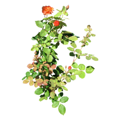 现代2d花草植物组件免费su模型(1)