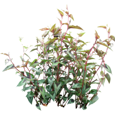 现代2d花草植物组件免费su模型(1)