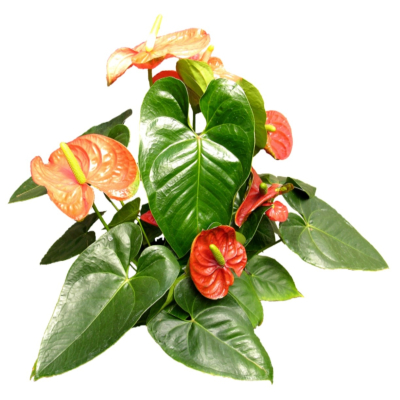 现代2d花草植物组件免费su模型(1)