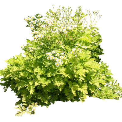 现代2d花草植物组件免费su模型(1)