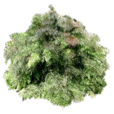 现代2d花草植物组件免费su模型(1)