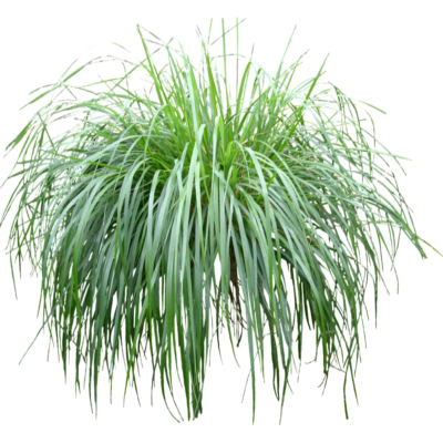 现代2d花草植物组件免费su模型(1)