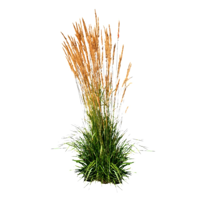 现代2d花草植物组件免费su模型(1)