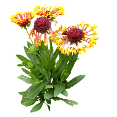 现代2d花草植物组件免费su模型(1)