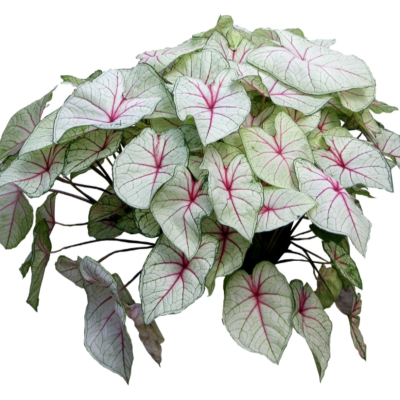 现代2d花草植物组件免费su模型(1)