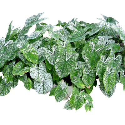 现代2d花草植物组件免费su模型(1)