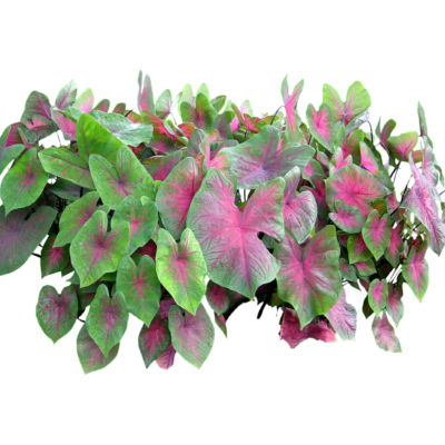 现代2d花草植物组件免费su模型(1)