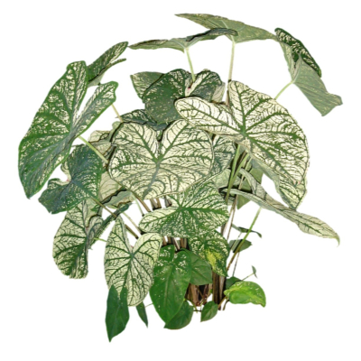 现代2d花草植物组件免费su模型(1)