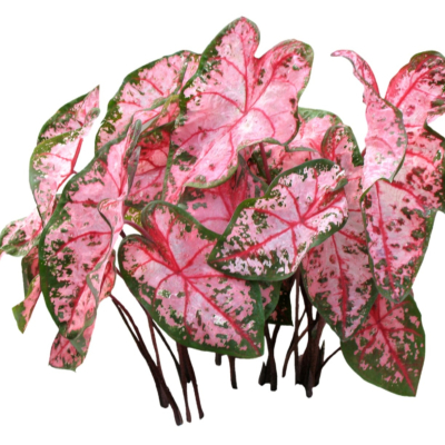 现代2d花草植物组件免费su模型(1)