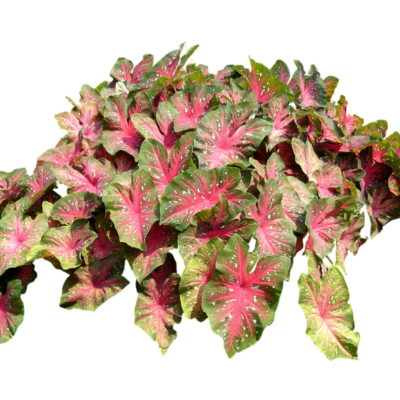 现代2d花草植物组件免费su模型(1)