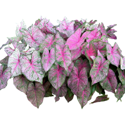 现代2d花草植物组件免费su模型(1)