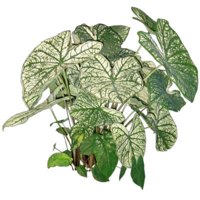 现代2d花草植物组件免费su模型(1)
