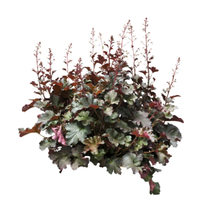现代2d花草植物组件免费su模型(1)