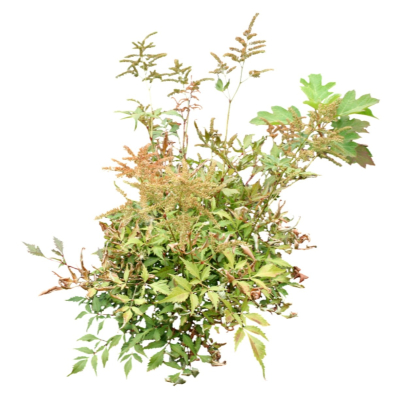 现代2d花草植物组件免费su模型(1)