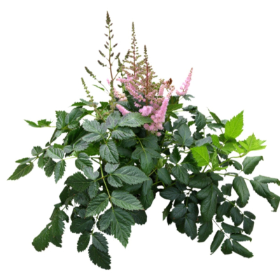 现代2d花草植物组件免费su模型(1)