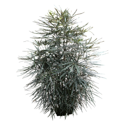 现代2d花草植物组件免费su模型(1)