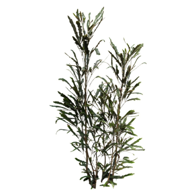 现代2d花草植物组件免费su模型(1)