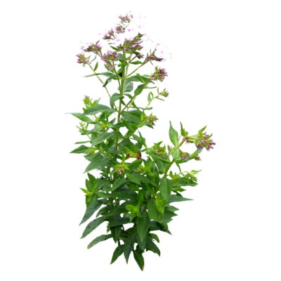 现代2d花草植物组件免费su模型(1)