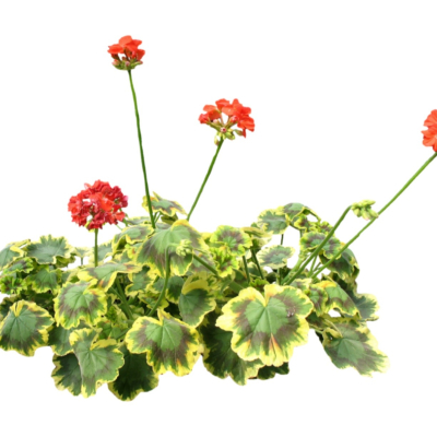 现代2d花草植物组件免费su模型(1)