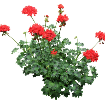 现代2d花草植物组件免费su模型(1)