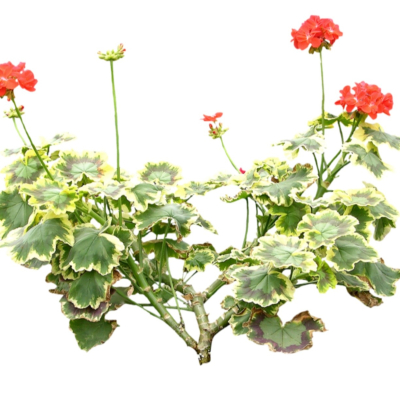 现代2d花草植物组件免费su模型(1)
