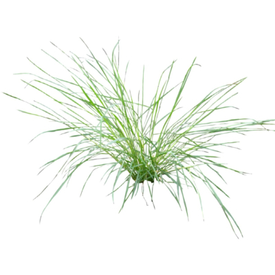 现代2d花草植物组件免费su模型(1)