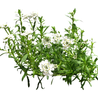 现代2d花草植物组件免费su模型(1)