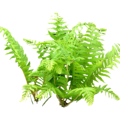 现代2d花草植物组件免费su模型(1)
