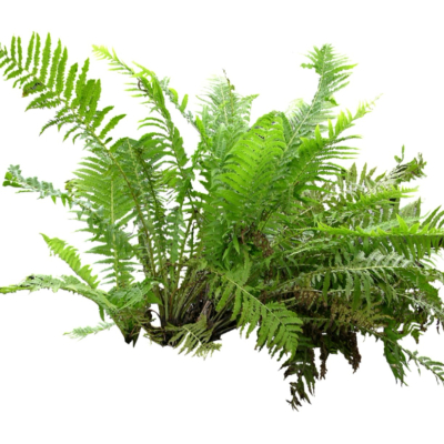 现代2d花草植物组件免费su模型(1)