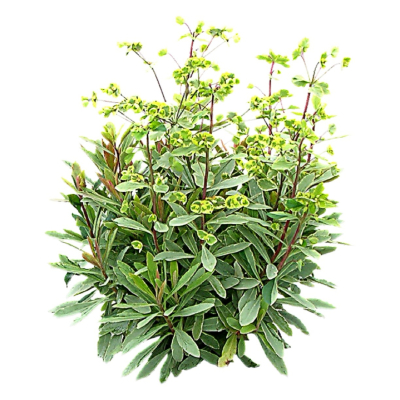 现代2d花草植物组件免费su模型(1)