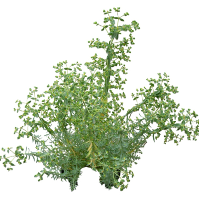 现代2d花草植物组件免费su模型(1)