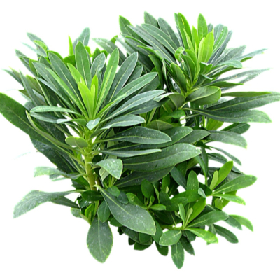 现代2d花草植物组件免费su模型(1)