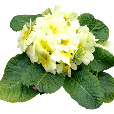 现代2d花草植物组件免费su模型(1)