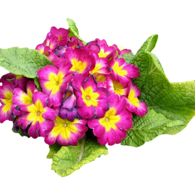 现代2d花草植物组件免费su模型(1)
