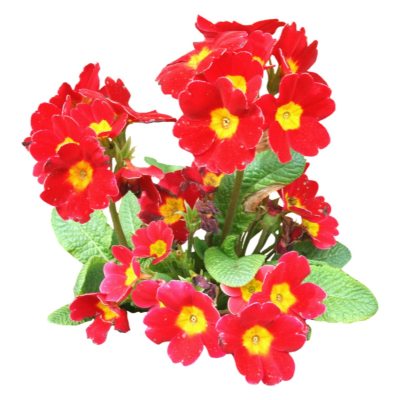 现代2d花草植物组件免费su模型(1)