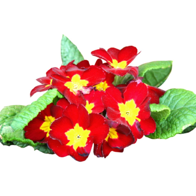 现代2d花草植物组件免费su模型(1)