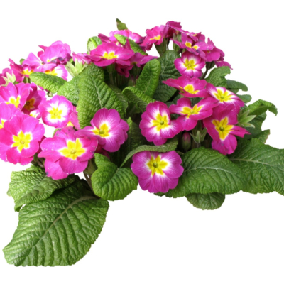 现代2d花草植物组件免费su模型(1)