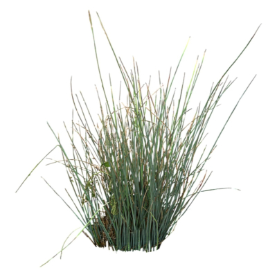 现代2d花草植物组件免费su模型(1)