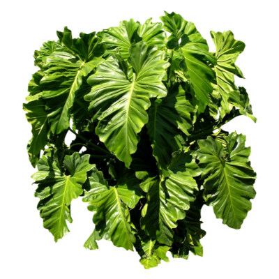 现代2d花草植物组件免费su模型(1)