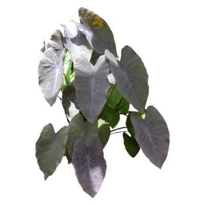 现代2d花草植物组件免费su模型(1)