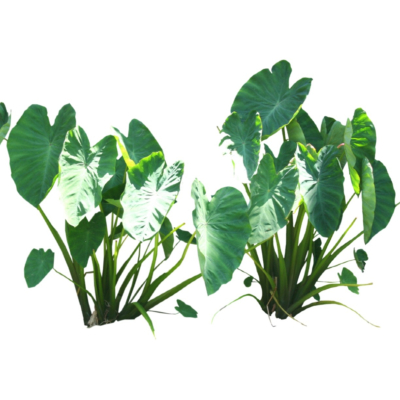 现代2d花草植物组件免费su模型(1)