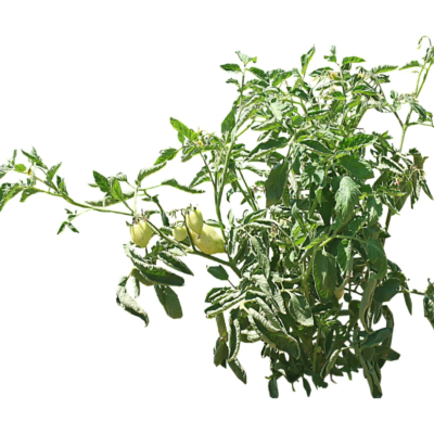 现代2d花草植物组件免费su模型(1)