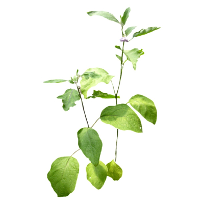 现代2d花草植物组件免费su模型(1)