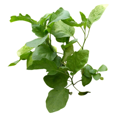 现代2d花草植物组件免费su模型(1)