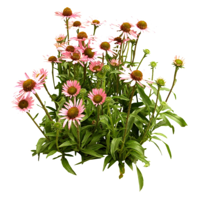 现代2d花草植物组件免费su模型(1)