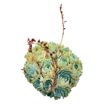 现代2d花草植物组件免费su模型(1)